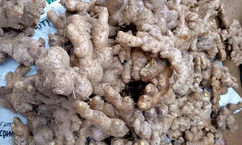 Gừng rớt giá thê thảm, nông dân huyện miền núi Nghệ An "kêu cứu