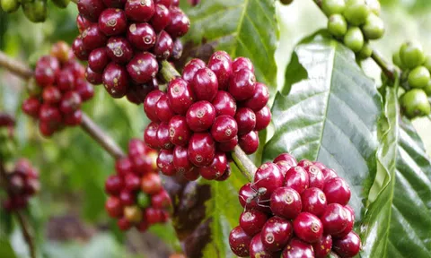 Tiêu dùng xanh ngày 9/4: Giá cà phê dao động trong khoảng 40.500 - 41.100 đồng/kg