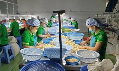 Thông tin mới vụ 100 container hạt điều xuất khẩu sang Italia bị lừa