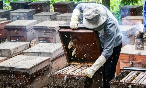 Mỹ ra quyết định cuối cùng về chống bán phá giá với mật ong Việt Nam