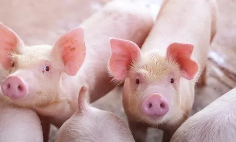 Giá heo hơi hôm nay 10/4: Giá heo hơi tại miền Bắc dao động trong khoảng 53.000 - 56.000 đồng/kg