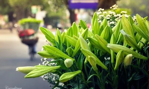 Tháng 4 về, hoa loa kèn tinh khôi xuống phố