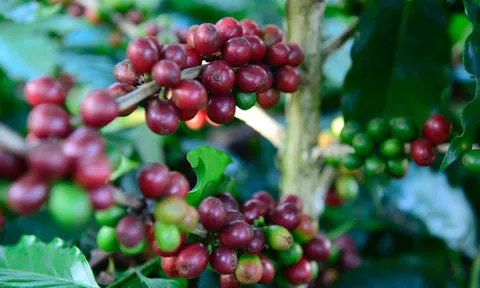 Tiêu dùng xanh ngày 11/4: Thị trường cà phê thế giới biến động mạnh