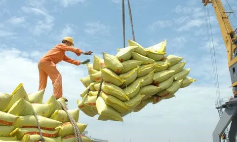 Giá gạo xuất khẩu của Việt Nam tiếp tục dẫn đầu, cao nhất 3,5 tháng