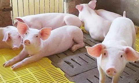Giá heo hơi hôm nay 12/4: Tiếp tục tăng ở khu vực miền Nam