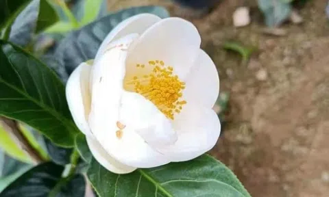 Sau lan đột biến đến lượt bạch hải đường "ngáo giá"