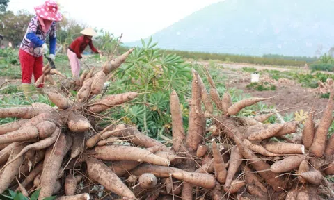 Trung Quốc gia tăng nhập khẩu sắn và tinh bột sắn của Việt Nam