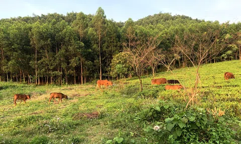 Tặng bò giống cho các hộ nghèo dân tộc Mông ở vùng sâu vùng xa tại Tuyên Quang