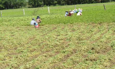 Bình Thuận: Nông dân xã Hòa Thắng, huyện Bắc Bình phấn khởi thu hoạch lạc