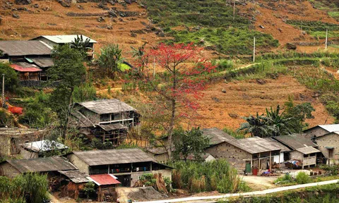 Hoa Mộc miên rộ sắc trên cao nguyên đá Hà Giang