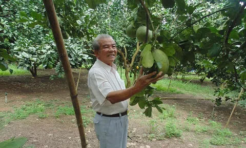 Người cựu chiến binh và “hương vị ngọt bùi bưởi da xanh” nơi Chiến khu Đ