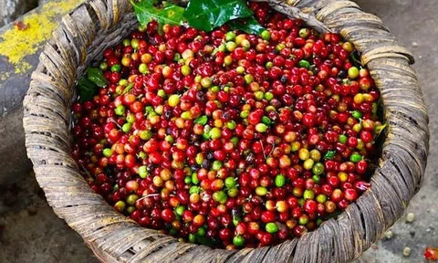 Tiêu dùng xanh ngày 15/4: Giá cà phê trong nước đồng loạt giảm