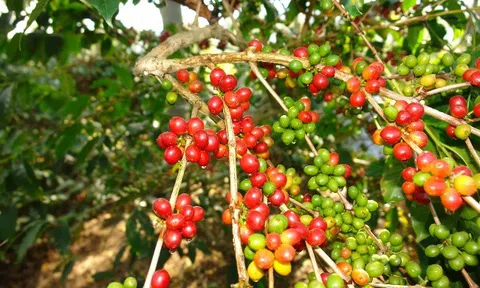 Tiêu dùng xanh ngày 17/4: Giá cà phê thế giới giữ đà giảm phiên cuối tuần