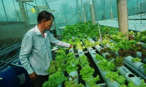 Long An: Trồng rau thủy canh, hướng đi mới cho người nông dân