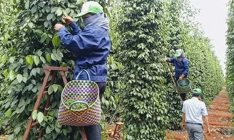 Hồ tiêu được giá, nông dân phấn khởi