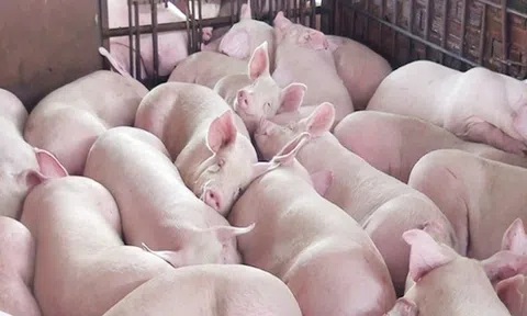 Giá heo hơi hôm nay ngày 18/4: Tăng nhẹ ở một vài địa phương