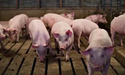 Giá heo hơi hôm nay ngày 19/4: Biến động trái chiều