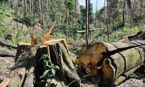Hãy tìm mọi cách bảo vệ bằng được những cánh rừng ở Việt Nam