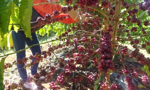 Tiến sĩ nghiên cứu chế phẩm làm cà phê chín hàng loạt