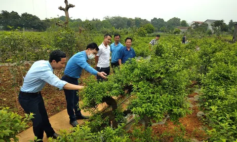 Những vườn mai bạc tỷ dưới chân núi Tản Viên Sơn Thánh