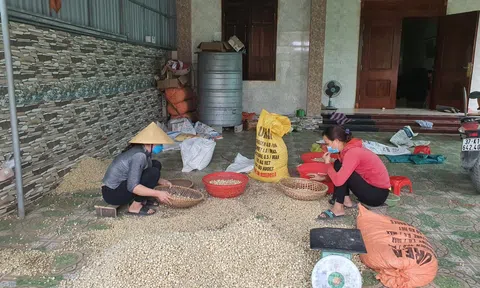 Nghệ An: Nông dân phấn khởi vì giá hành tăng vào cuối vụ