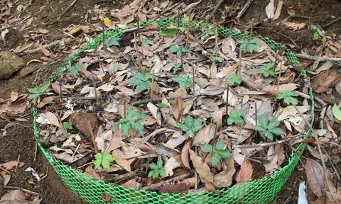 Giới thiệu phiên chợ sâm Ngọc Linh, các sản phẩm đặc hữu gắn với du lịch.