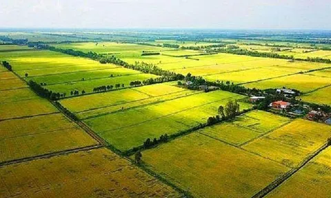 Bạc Liêu chuyển đổi mục đích sử dụng hơn 68ha đất trồng lúa để thực hiện 2 dự án đô thị