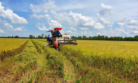 Thúc đẩy xây dựng và phát triển thương hiệu gạo quốc gia