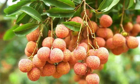 Bắc Giang: Quản lý, giám sát chặt việc sử dụng thuốc bảo vệ thực vật đối với vải thiều