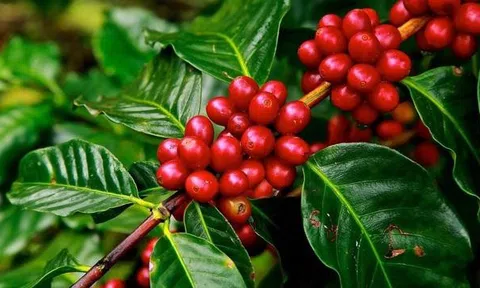 Tiêu dùng xanh ngày 23/4: Giá cà phê trong nước dao động 41.200-41.800 đồng/kg, hai sàn thế giới tăng giảm trái chiều