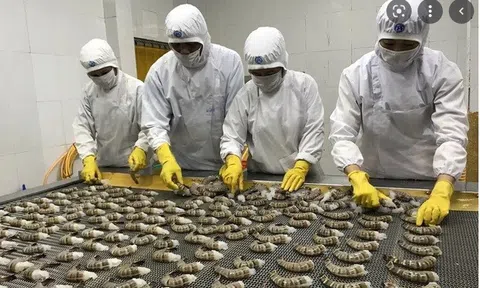Xuất khẩu tôm Sú sang EU tăng mạnh quý đầu năm