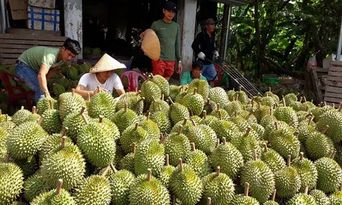 Nhà vườn phấn khởi vì sầu riêng được giá cao