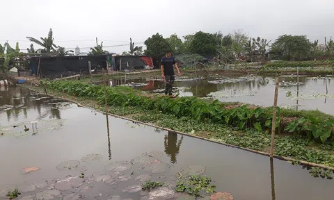 Biến ruộng hoang thành ao nuôi ốc nhồi, cho thu nhập ổn định