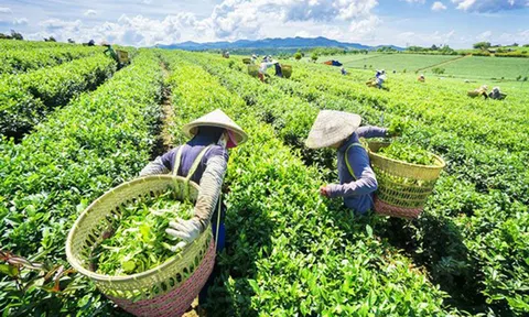 Tăng cường xuất khẩu chè và cà phê sang thị trường Ấn Độ