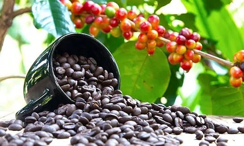 Tiêu dùng xanh ngày 25/4: Giá cà phê trong nước tăng nhẹ, giá cà phê thế giới tăng giảm trái chiều