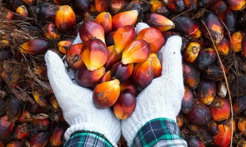 Indonesia cấm xuất khẩu dầu cọ thô và dầu ăn từ 28/4, doanh nghiệp Việt Nam cần làm gì?