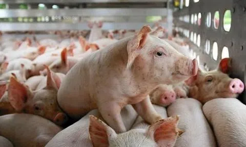 Giá heo hơi hôm nay ngày 26/4: Giảm nhẹ ở một vài địa phương