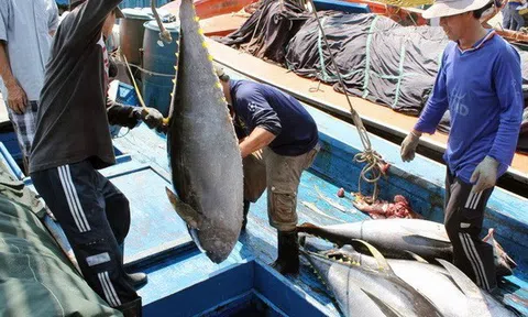 Đức dẫn đầu khối EU về nhập khẩu cá ngừ từ Việt Nam