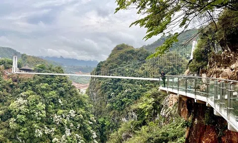 Cầu kính đi bộ dài nhất thế giới ở Mộc Châu được "mở cửa" đón khách vào kỳ nghỉ 30/4