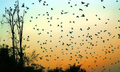 Công tác bảo vệ và phát triển động vật hoang dã: Nhân dân là nòng cốt