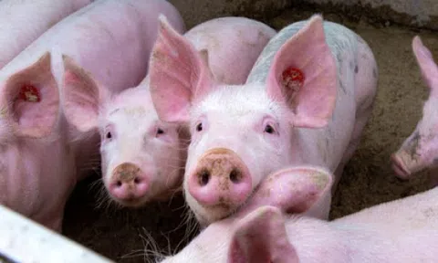 Giá heo hơi hôm nay ngày 28/4: Đồng loạt đứng yên trên cả nước