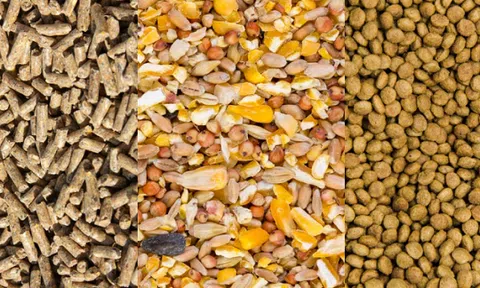 Giá thức ăn chăn nuôi tăng, giá lợn thấp, nhiều hộ chăn nuôi lao đao