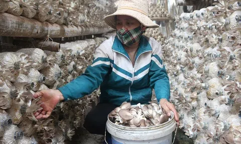 “Vua nấm” Linh Phát