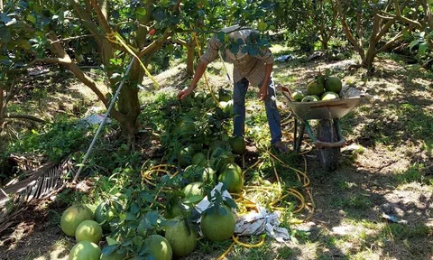 Trồng bưởi da xanh tiêu chuẩn VietGAP: Hướng đi bền vững cho bà con ở Bến Tre
