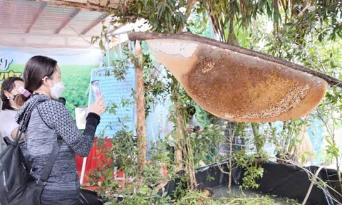 Cận cảnh tổ ong mật lớn nhất Việt Nam ở Cà Mau