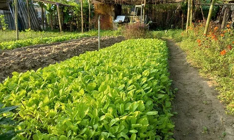 Nhiều chính sách ưu đãi cho phát triển nông nghiệp hữu cơ