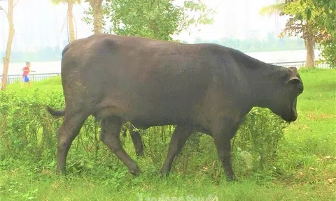 Chăn nuôi đang trong đà hồi phục nhưng gặp khó khăn do giá thức ăn chăn nuôi tăng cao