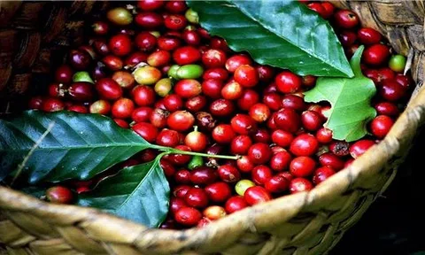 Tiêu dùng xanh ngày 1/5: Giá cà phê đồng loạt tăng