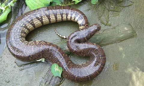 Lạ kỳ nông dân nuôi rắn trong nhà lầu thu lãi hàng trăm triệu mỗi năm