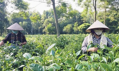 Sản xuất tập trung gắn với nông nghiệp công nghệ cao, hữu cơ, sinh thái